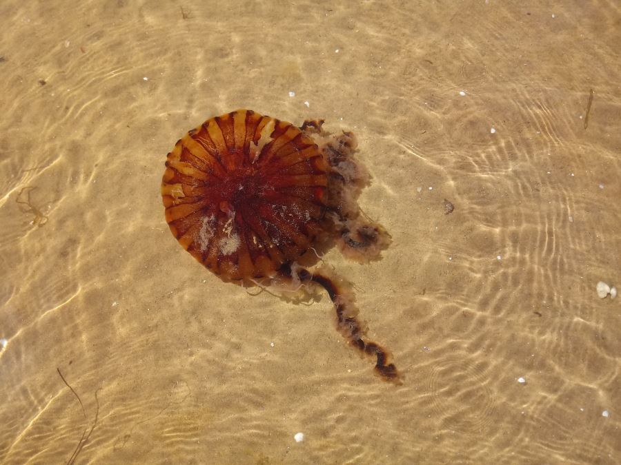 Kyzikos sahilinde “Pusula Denizanası”