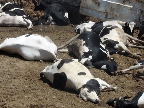 80 süt ineğinin ani ölümü korkuttu
