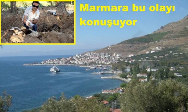 Marmara`da onlarca sokak hayvanı telef edildi.