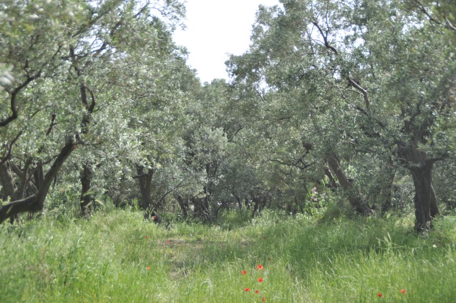 Zeytin sineğinde artış