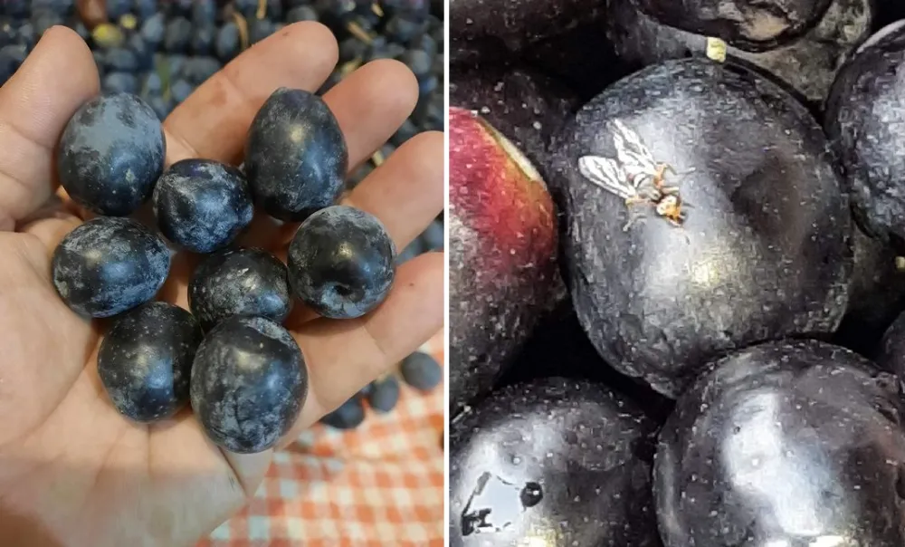 “Zeytin Sineği” mücadelesi sürüyor