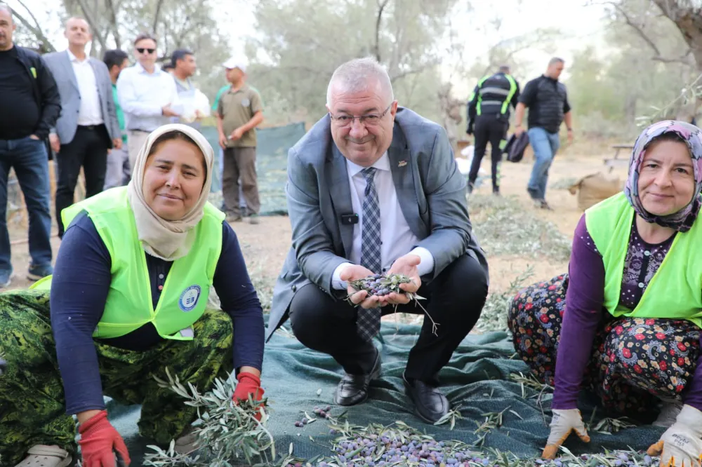 Edremit Belediyesi’nde zeytin hasadı başladı