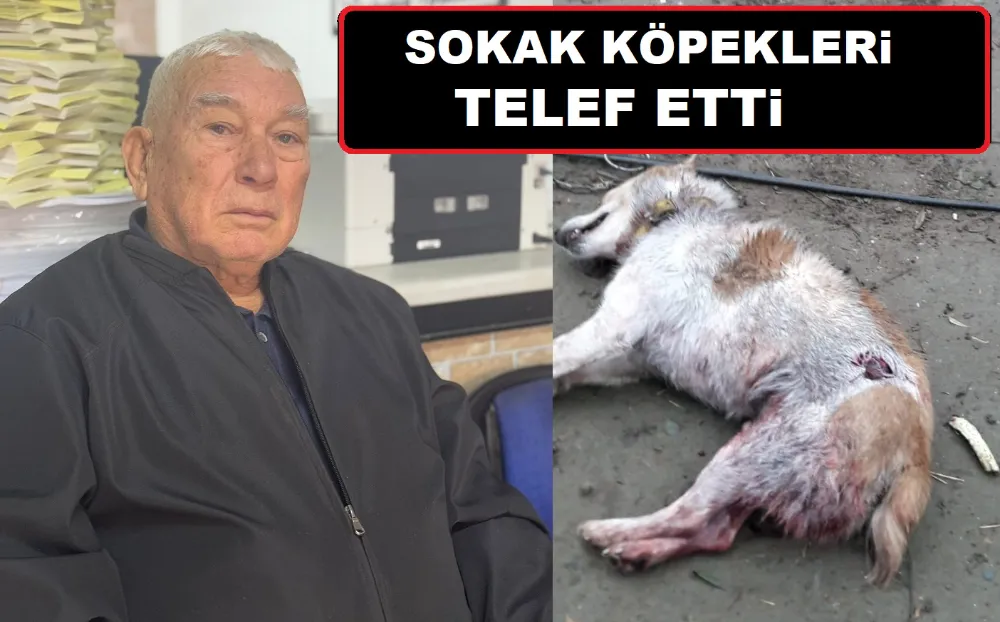 Sokak köpekleri, Lafçı’nın köpeğini parçaladı