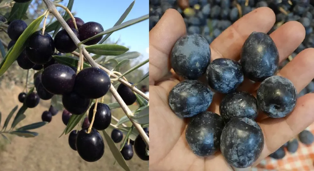 “Zeytin Güvesi” ile mücadele zamanı