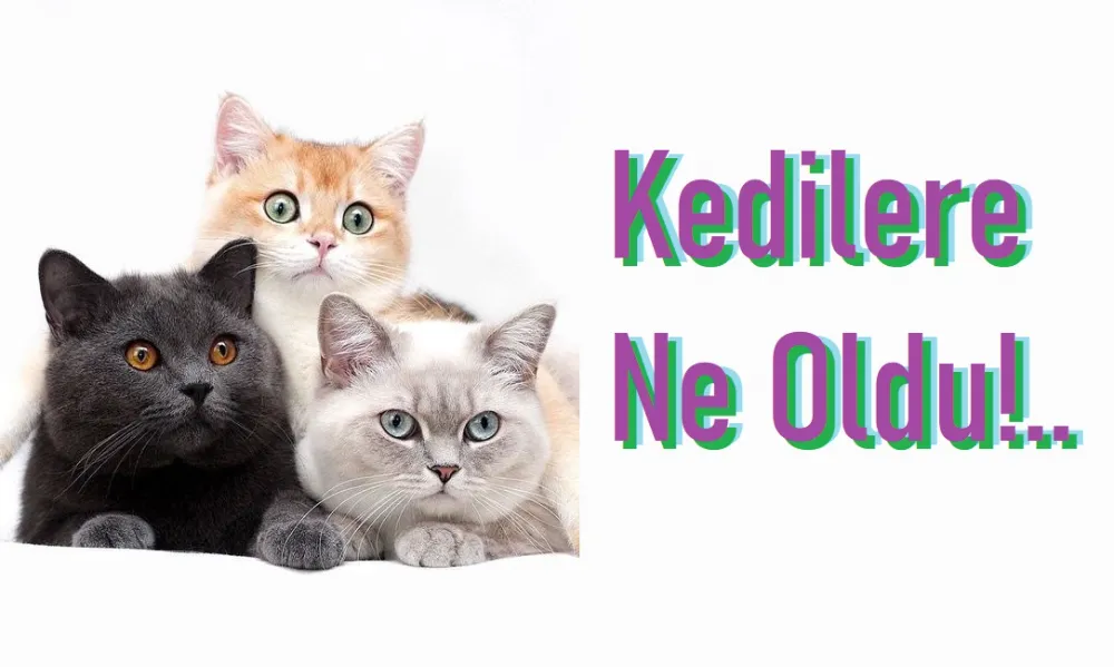 Erdek kedilerine katliam mı?