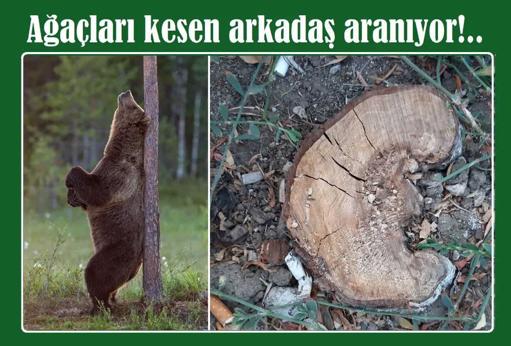 Özenle bakılan cadde ağaçlandırmaları bir bir kesiliyor!..