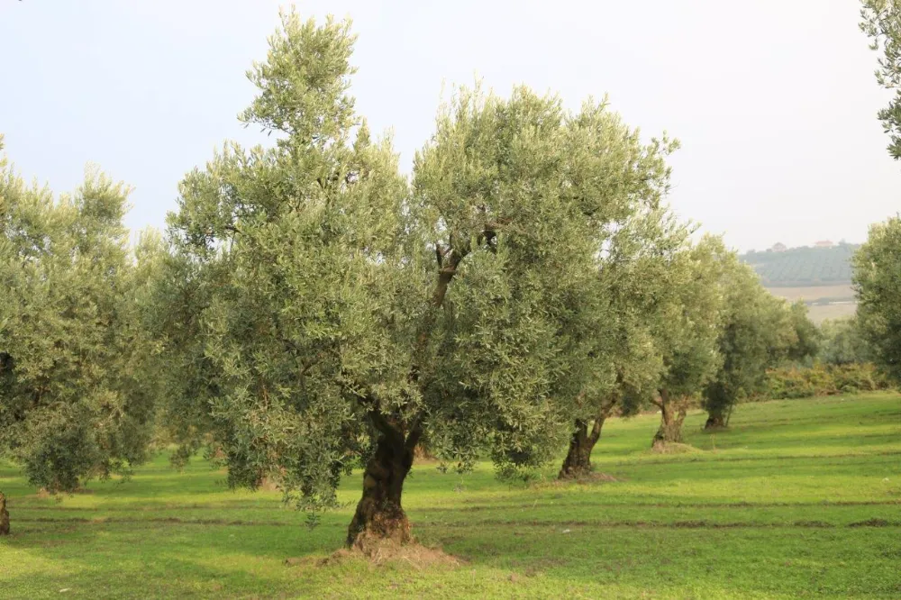 “zeytin sineği” ile mücadele zamanı