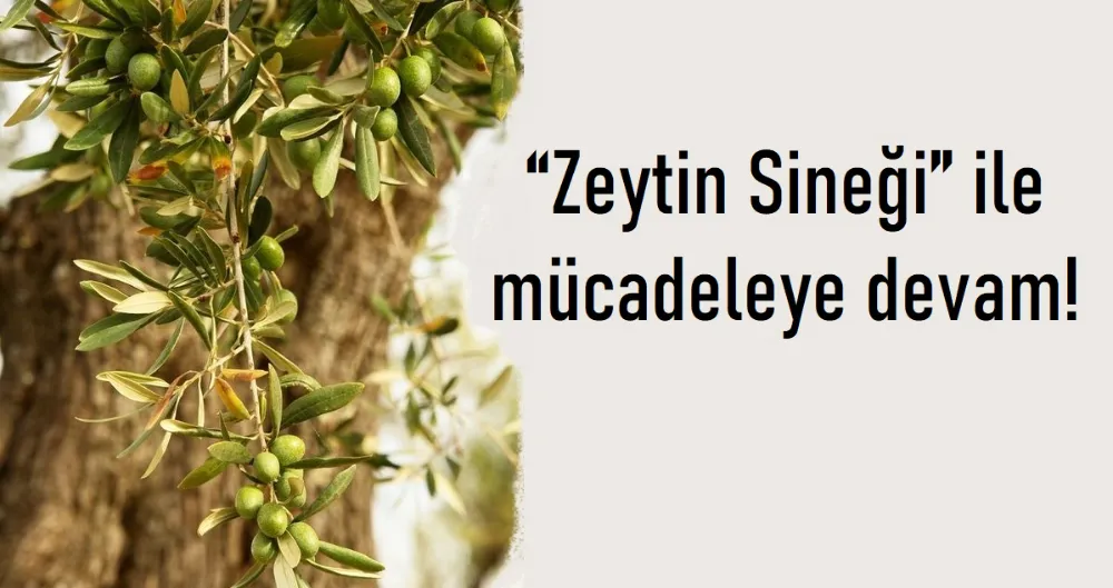 “Zeytin Sineği” ile mücadeleye devam!