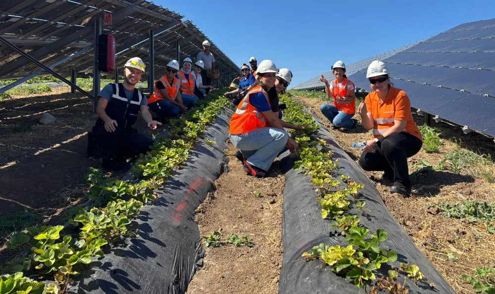 Enerjisa Üretim Agrivoltaik Tarım Uygulamaları ile 5 Ton Hasat Yaptı.