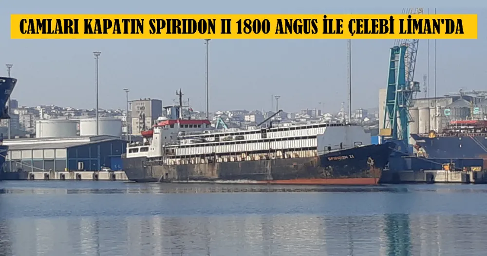 ET BALIK KURUMU 1800 ANGUS GETİRDİ