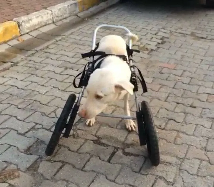 Mikroçip uygulamasında sona yaklaşılıyor