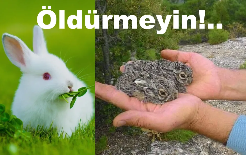 Paşalimanı Adası’nda Tavşan & Keklik Katliamına Hayır!