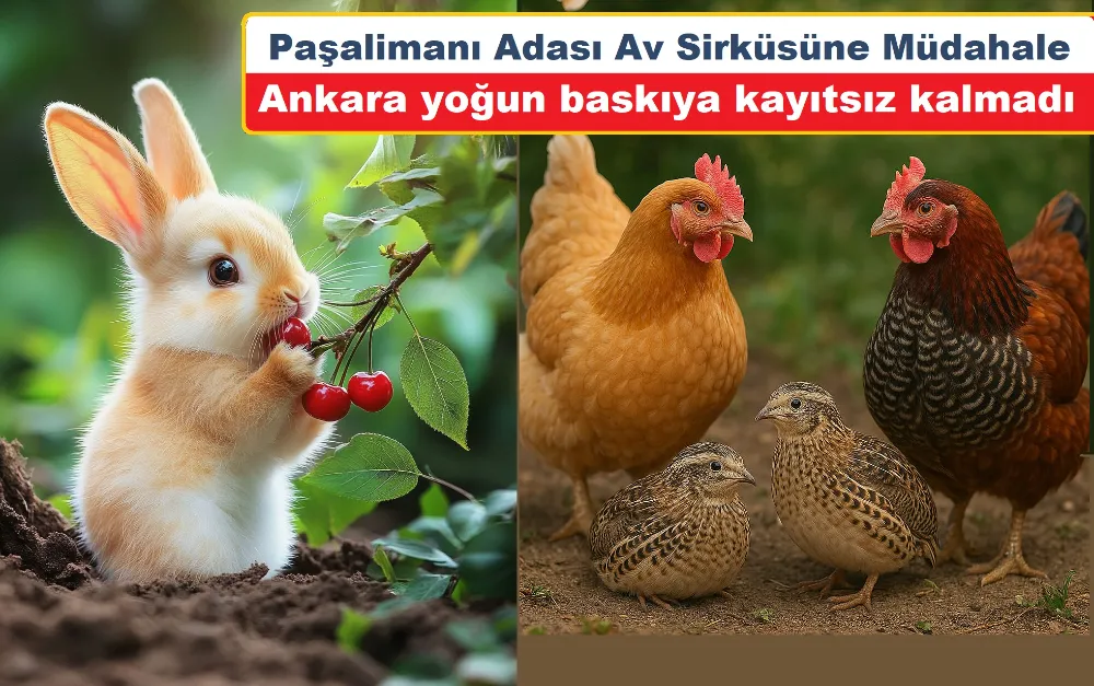Tavşan ve Keklik katliamına yasak geldi!...