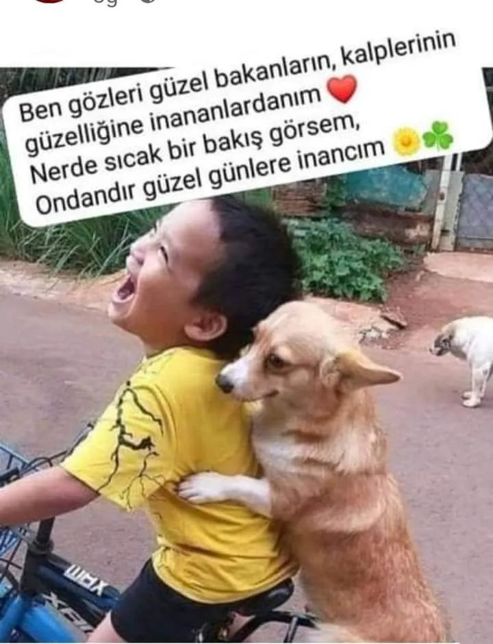 Sokak hayvanları için ayrı bir nefes alanı