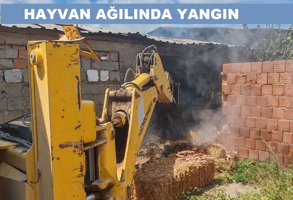 30 KOYUN 12 KUZU TELEF OLDU