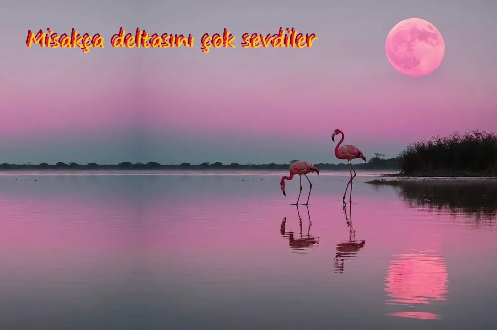 Misakça Deltası’na flamingo akını