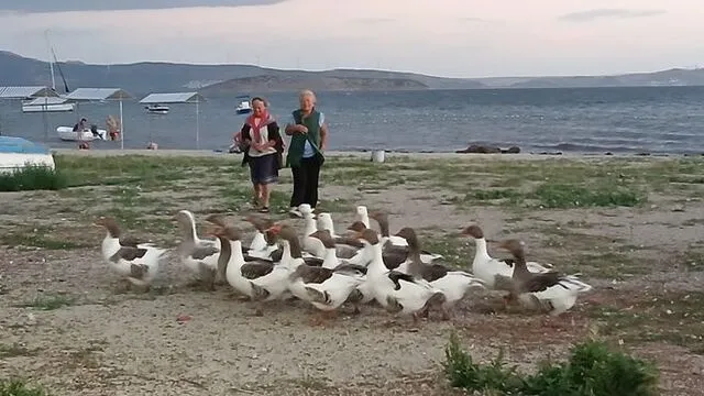 Cimer’den Kazlara Uçma ve Yüzme yasağı