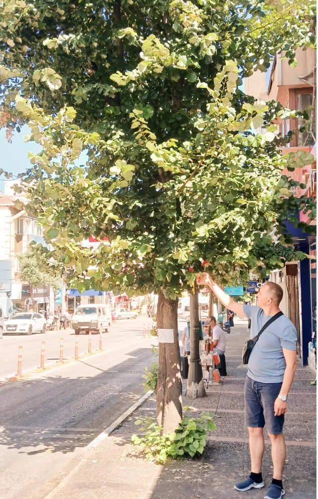 AĞAÇLAR İLAÇLANIYOR