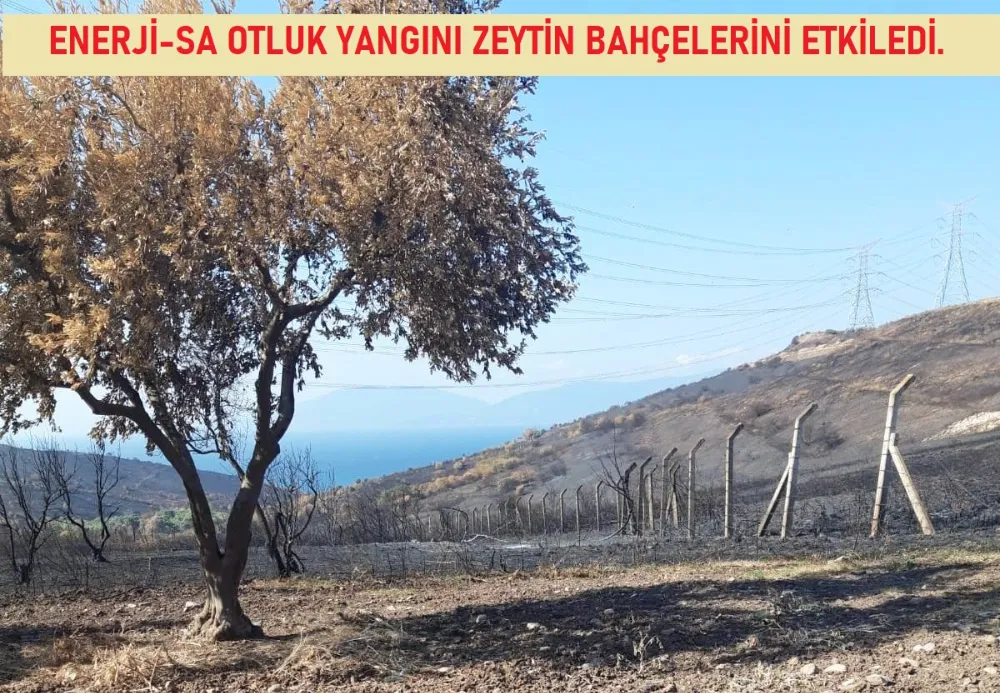 Enerji-Sa otluk yangınında yüzlerce zeytin ağacı etkilendi.