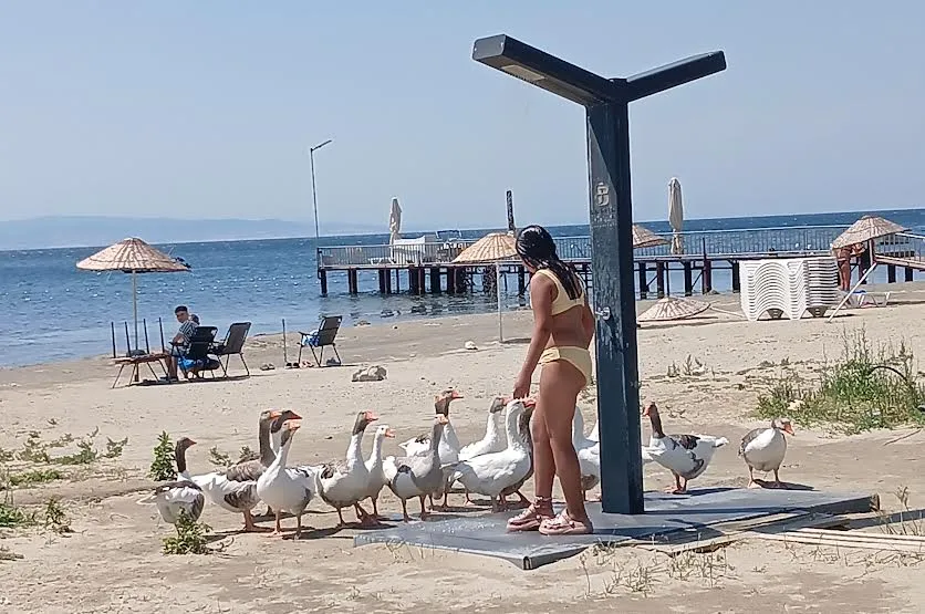 Kamuoyu desteğini alan mahkum kazlar özgürlüklerini kazanınca plaj 