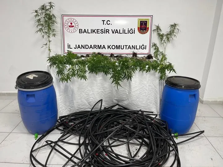 Vay be! “Damlama sulama” ile kenevir ekmiş!