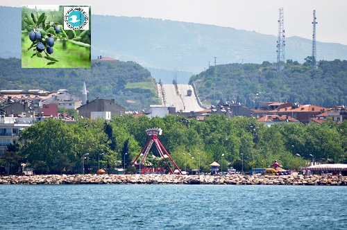 Erdek Marmara Birlik kendi yağını üretecek