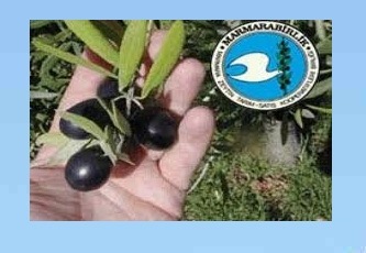 Zeytin rekolte beyanı verme süresi sona erdi