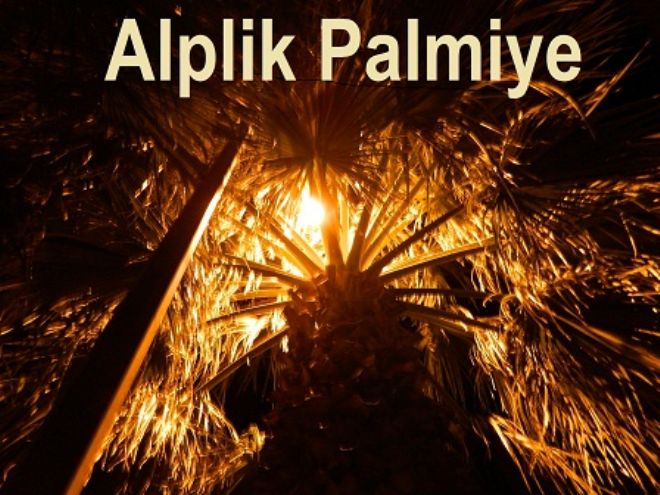 Erdek`te Palmiye Aplik