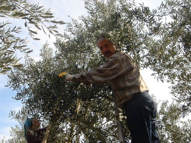 Marmarabirlik yağlık zeytin alım fiyatını arttırdı.